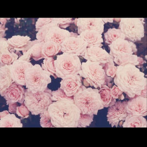 Meet your Posher, Cidney